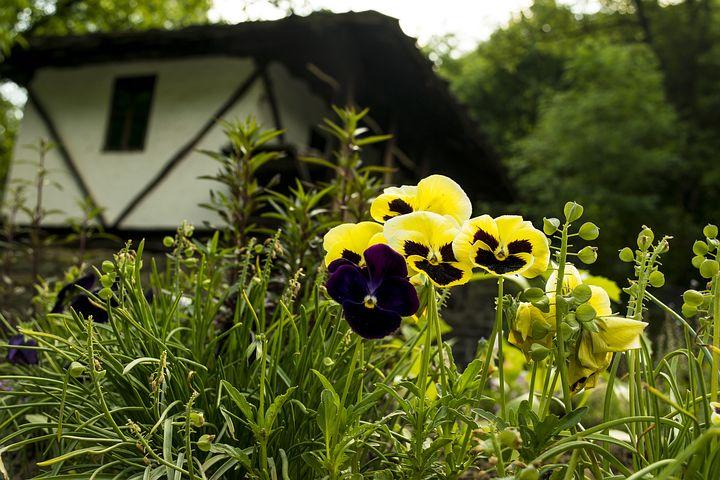 Фото Притягивают несчастье: эти 3 цветка дома разрушают даже самые крепкие браки 4